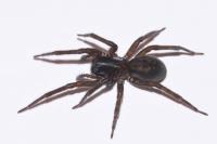 Amaurobius ferox