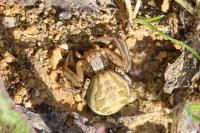 Xysticus