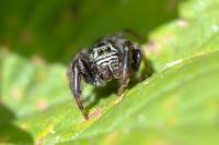 Evarcha arcuata