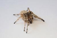 Larinioides cornutus