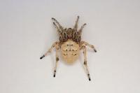 Larinioides cornutus