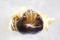 Larinioides cornutus