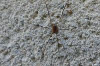 Opilio