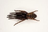 Segestria bavarica
