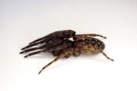 Segestria bavarica