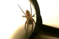 Zoropsis spinimana
