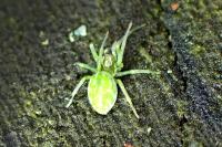 Nigma walckenaeri