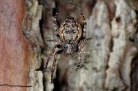 Nuctenea umbratica