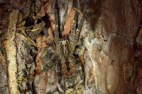 Zoropsis spinimana