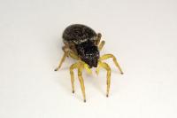 Heliophanus flavipes