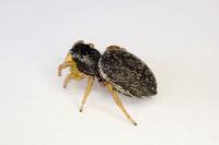 Heliophanus flavipes