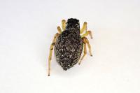 Heliophanus flavipes