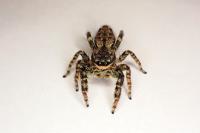 Marpissa muscosa