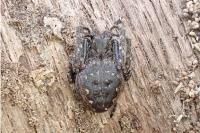 Nuctenea umbratica