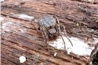 Nuctenea umbratica