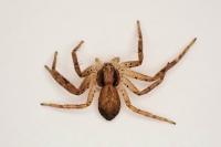 Philodromus dispar