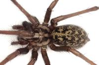 Eratigena saeva