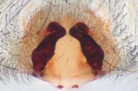 Eratigena saeva