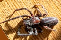Segestria florentina