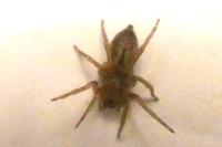 Clubiona