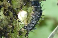 Enoplognatha