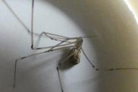 Holocnemus pluchei