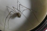 Holocnemus pluchei