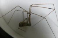 Holocnemus pluchei