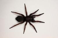 Scotophaeus scutulatus