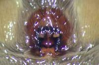 Scotophaeus scutulatus