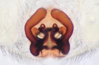 Scotophaeus scutulatus