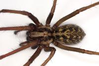 Eratigena saeva