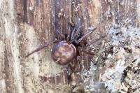 Steatoda bipunctata