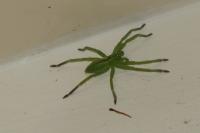 Micrommata ligurina