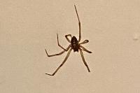 Steatoda grossa