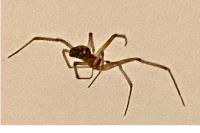 Steatoda grossa