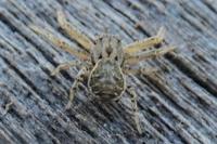 Xysticus