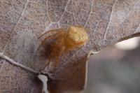 Araneus