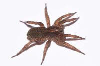 Trochosa