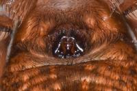 Trochosa