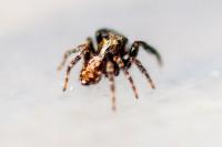 Pseudeuophrys lanigera