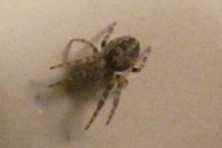 Larinioides sclopetarius