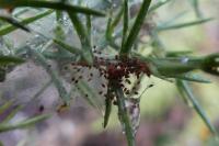 Tetranychus lintearius