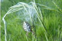 Aculepeira ceropegia