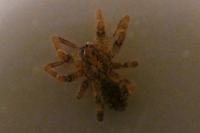 Zoropsis spinimana