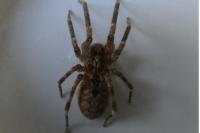Zoropsis spinimana