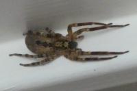 Zoropsis spinimana