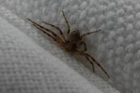 Philodromus