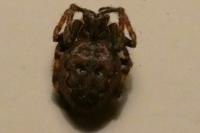 Nuctenea umbratica