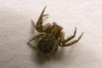 Xysticus